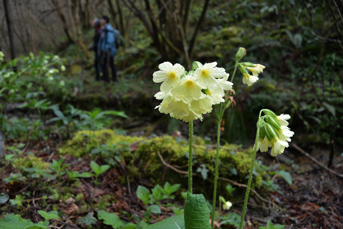 Bolintxu muestra todo su esplendor con sus vivos saltos de agua y su vegetación en pleno apogeo.