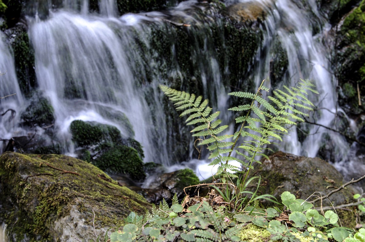 Helechos y pequeños saltos de agua jalonan la vega.