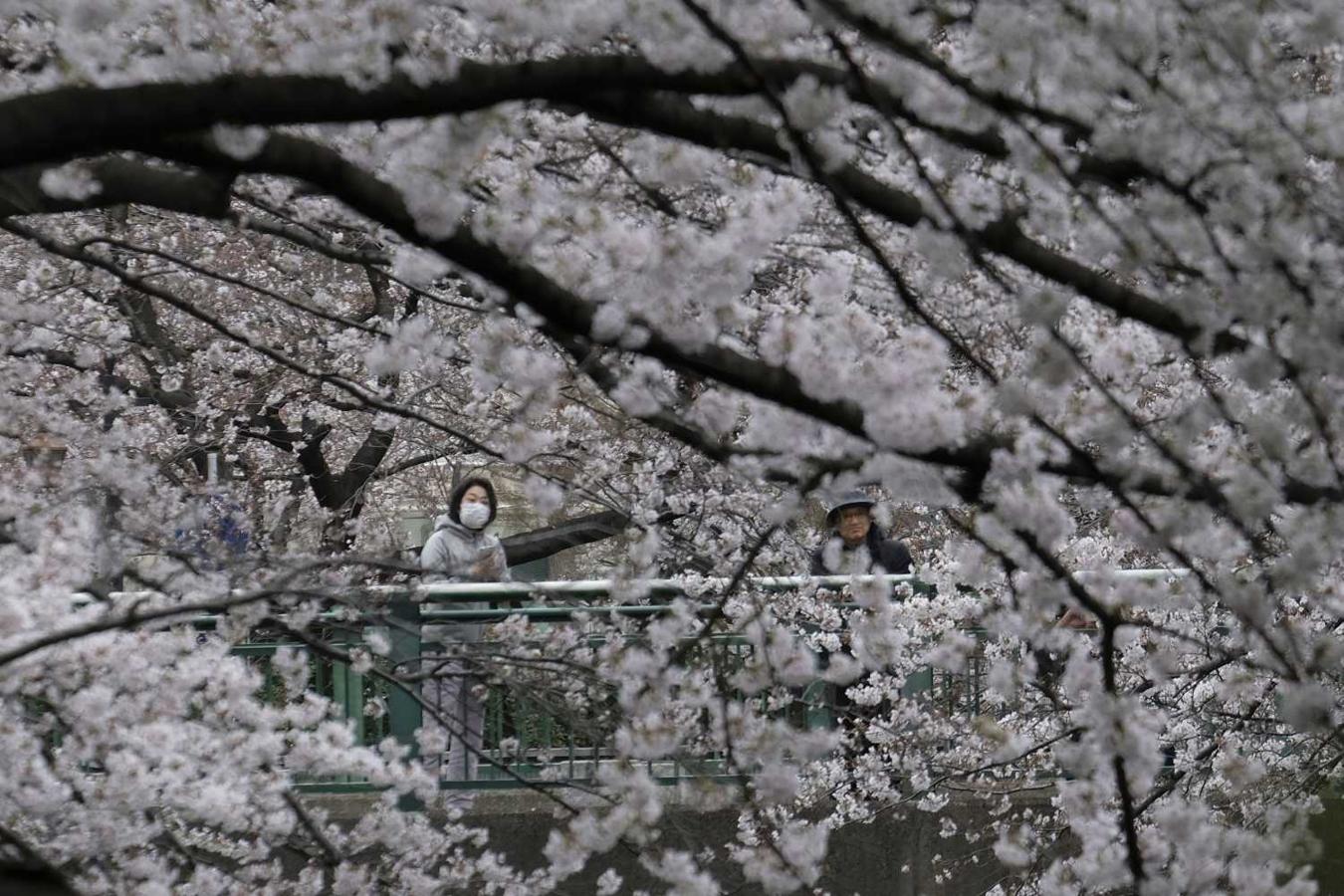 Cerezos en flor en Tokio 