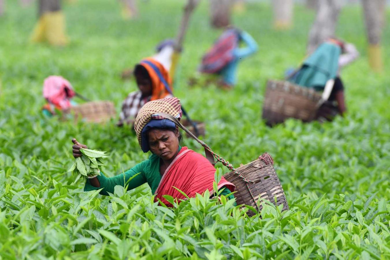 Trabajadores indios recogen hojas de té Gohpur