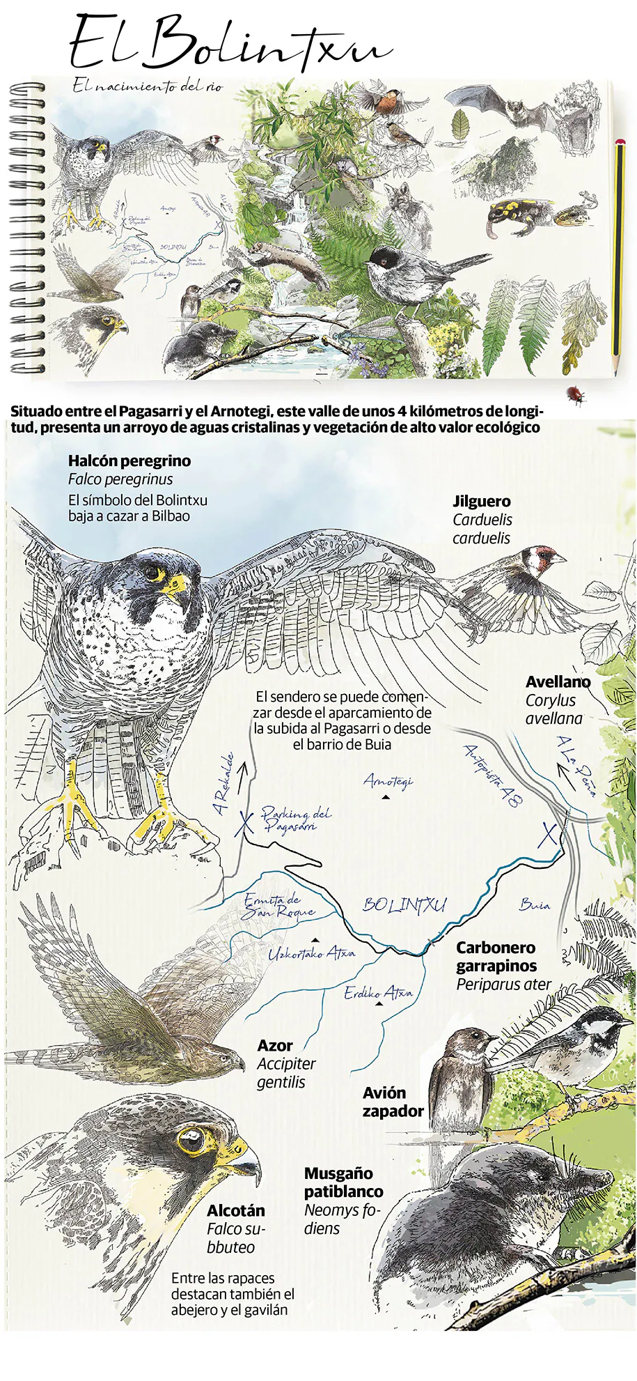 La flora y fauna del Bolintxu