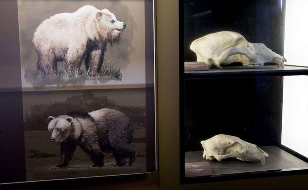 Cráneos de oso de las cavernas y de oso pardo. 