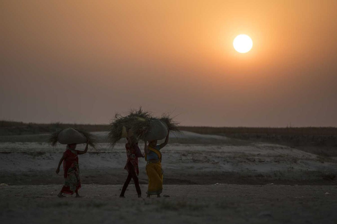 Varias mujeres indias llevando sobre sus cabezas la cosecha en Revelganjghat, India 