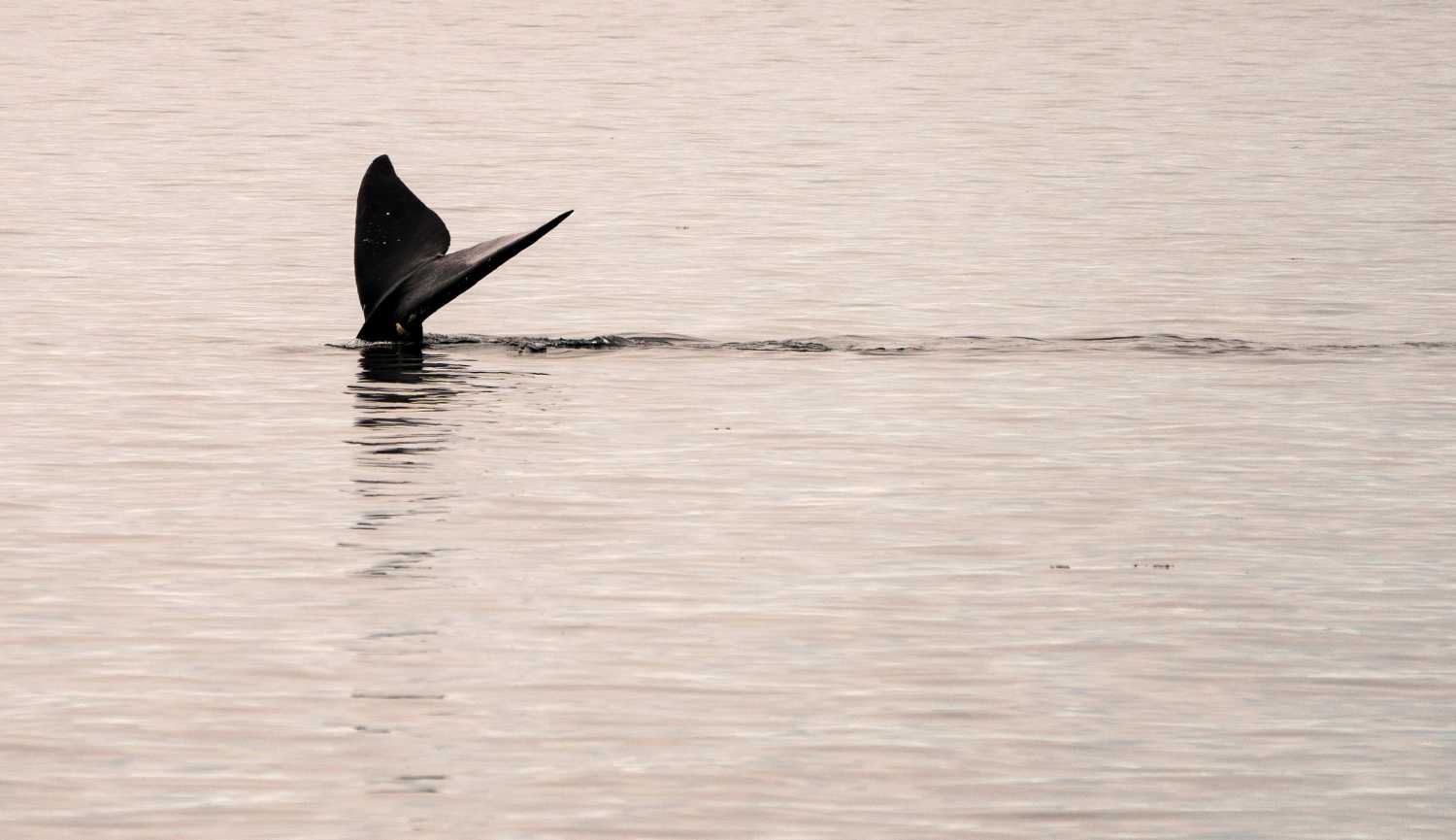 Cola de una ballena franca del Atlántico Norte, en las aguas de la bahía de Cape Cod, cerca deMassachusetts