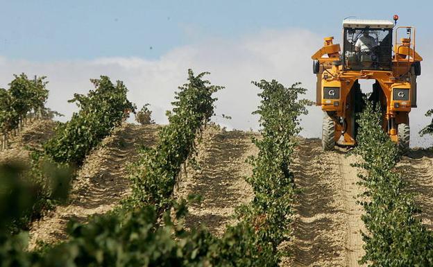 Un tractor circula por un viñedo de Rioja Alavesa durante la vendimia.