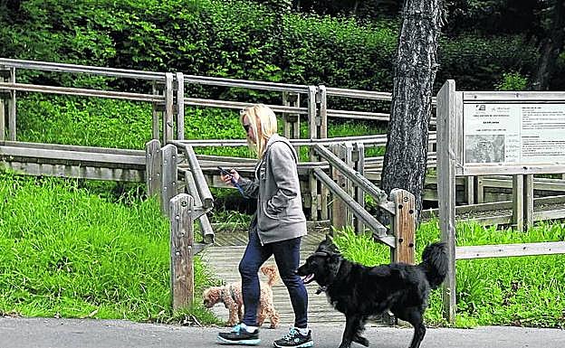 Una mujer pasea sis perros por el parque Akarlanda. 