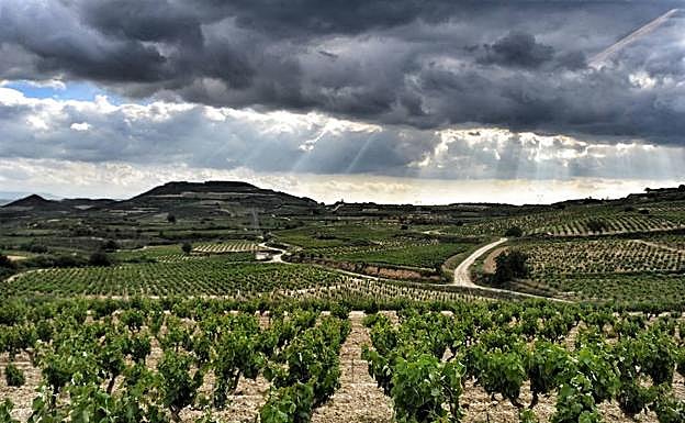 Viñedos en Villabuena de Alava. 