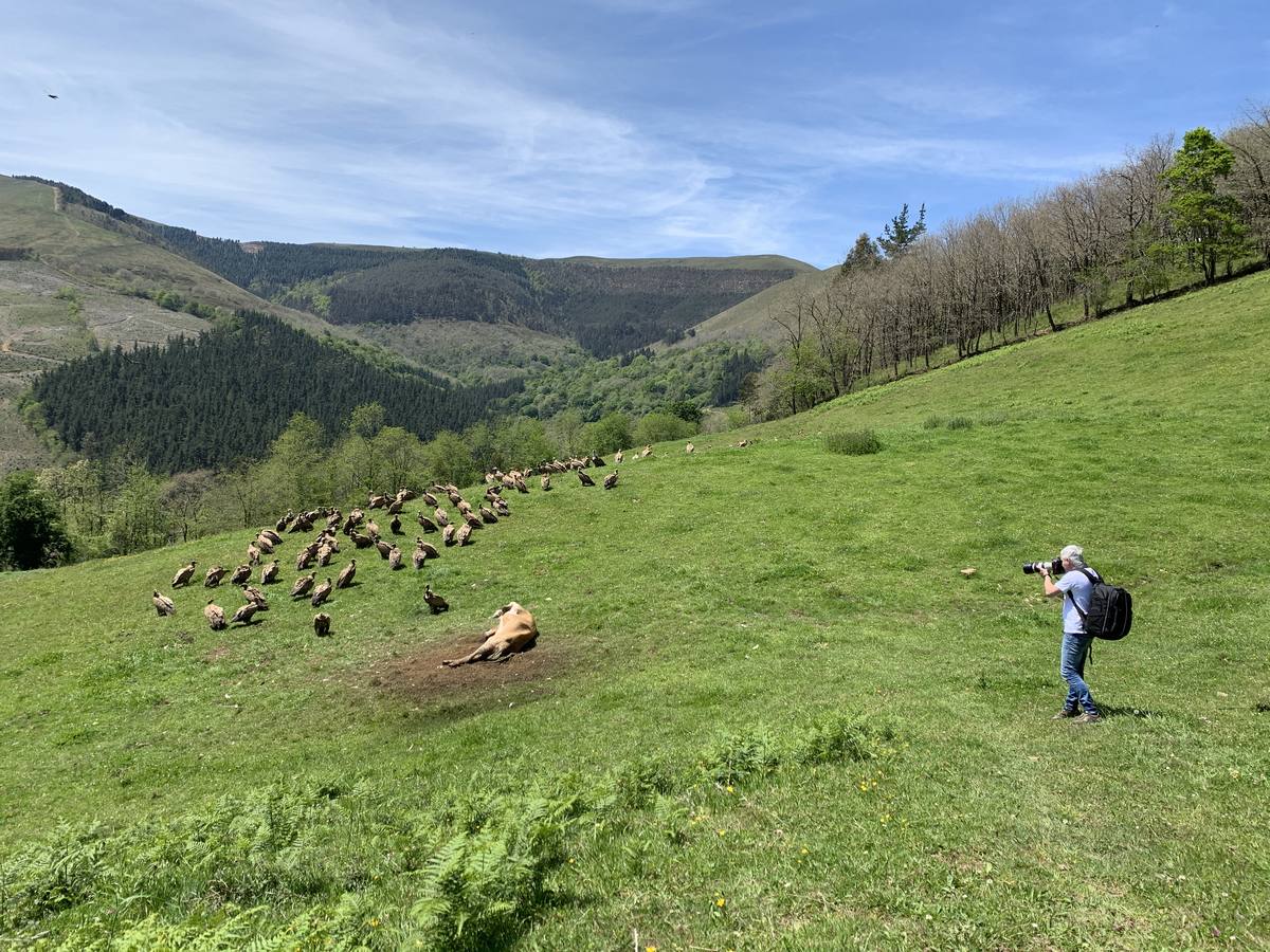 Una bandada de buitres aprovecha los restos del cadáver de una vaca en los montes cántabros