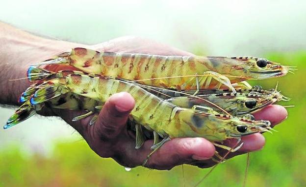 Camarones de río en aguas de Inglaterra.