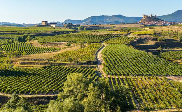 Viñedos con San Vicente de la Sonsierra y Sierra Toloño al fondo.