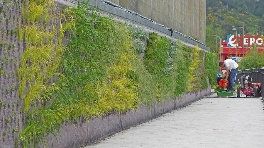 Trabajos de plantación en el muro. 