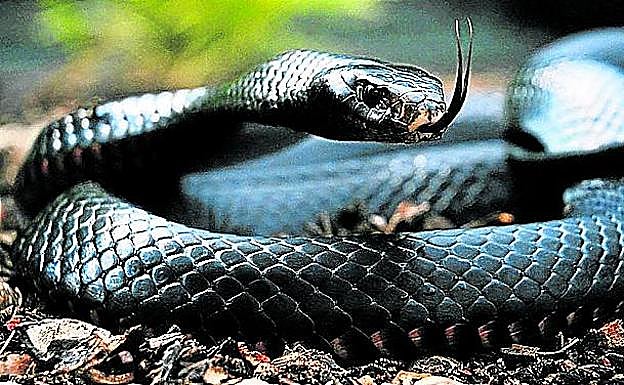Ejemplar de mamba negra, habitual en el sur y este de África.