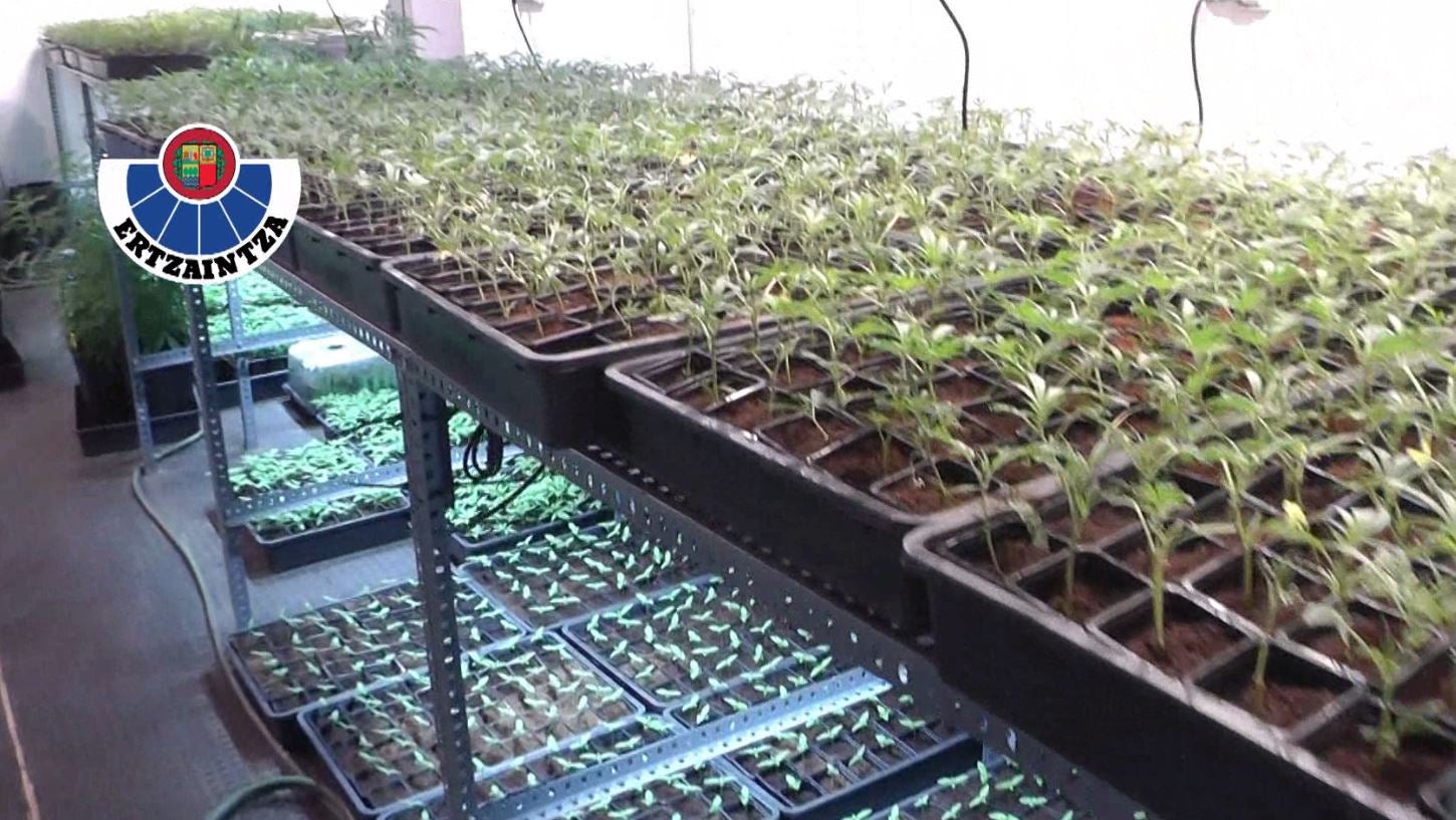 Así trataban de ocultar el cultivo de 5.000 plantas de marihuana en Barakaldo