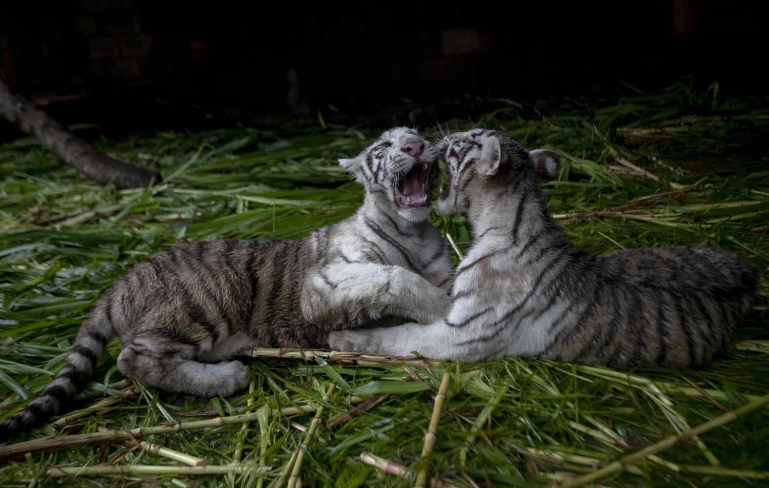 Una pareja de cachorros de tigres blancos juegan en el Zoológico de Nicaragua