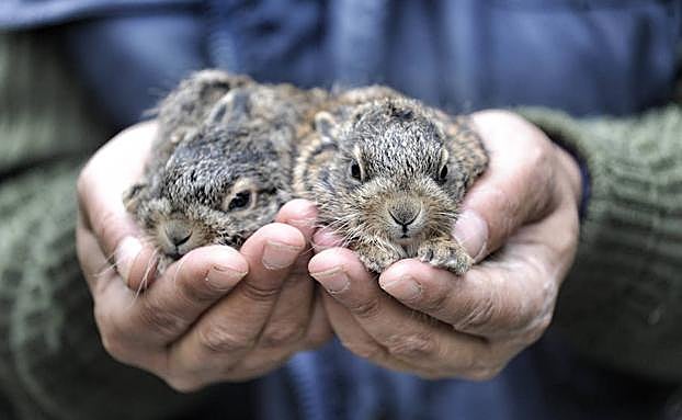 Recién nacidos. Los lebratos nacen con los ojos abiertos y formados. 