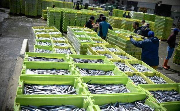 Descargas de anchoa en el puerto de Ondarroa durante la recién finalizada costera. 