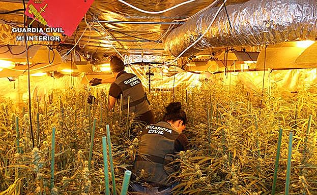 Una de las plantaciones de marihuana descubiertas por los agentes.
