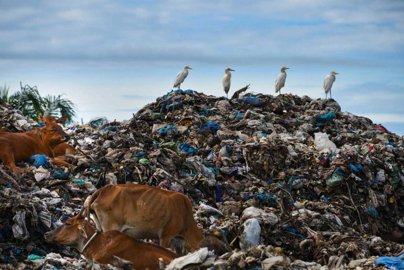 Garzas y vacas en un basurero de Meulaboh, Indonesia 