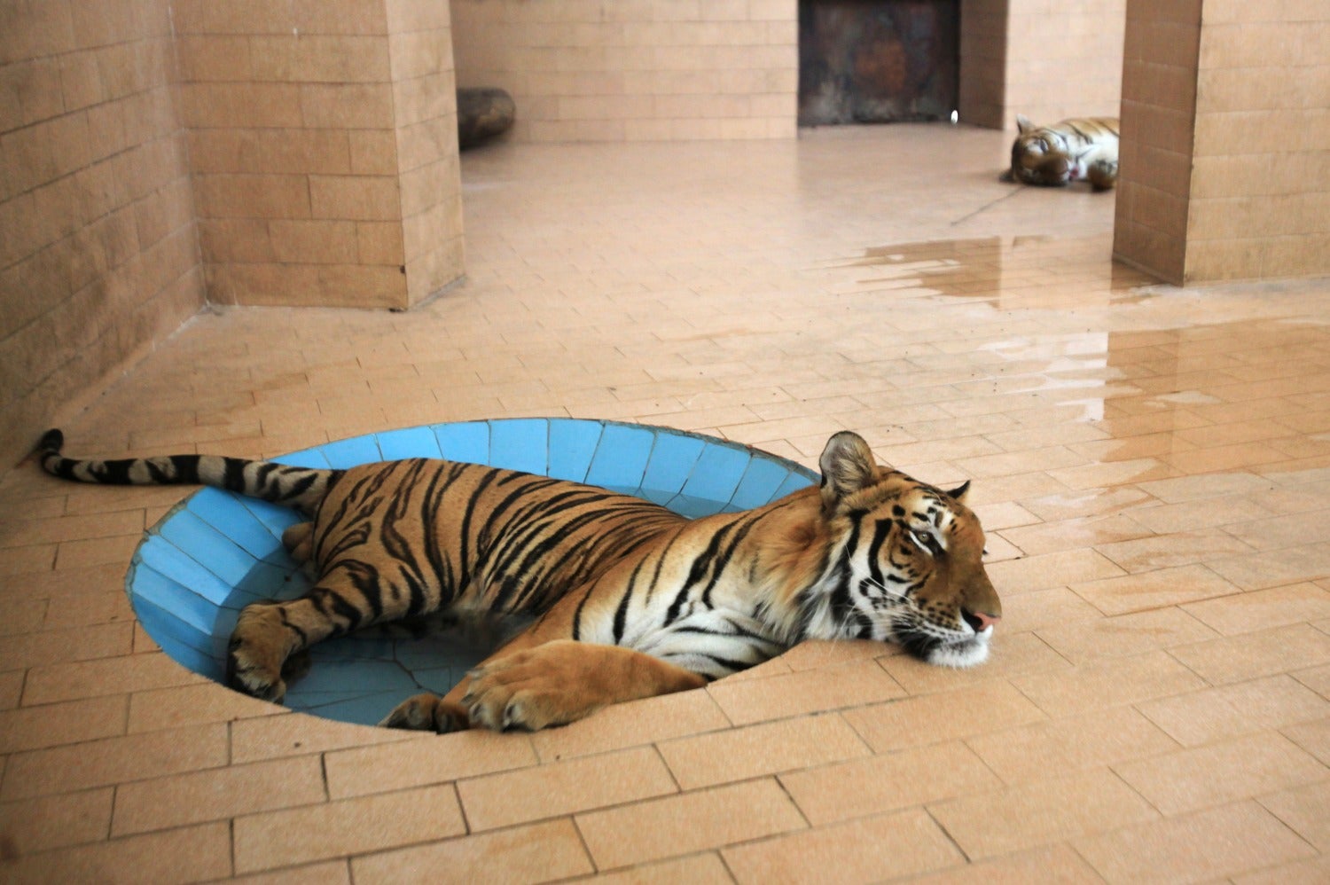 Un tigre yace en un charco de agua dentro de su jaula en un zoológico, durante un clima cálido y húmedo en Lahore, Pakistán