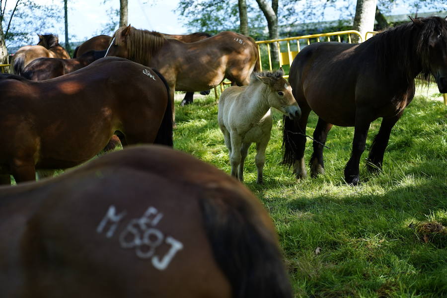 Más de un centenar de cabezas y 26 puestos agrícolas participan en el tradicional mercado