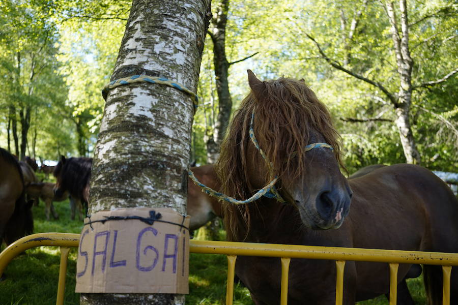 Más de un centenar de cabezas y 26 puestos agrícolas participan en el tradicional mercado