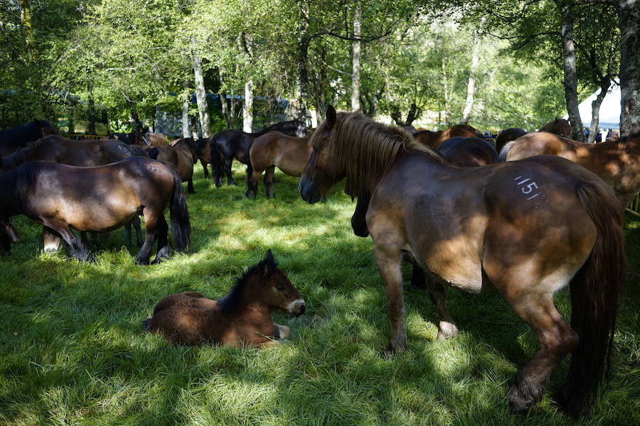 Más de un centenar de cabezas y 26 puestos agrícolas participan en el tradicional mercado