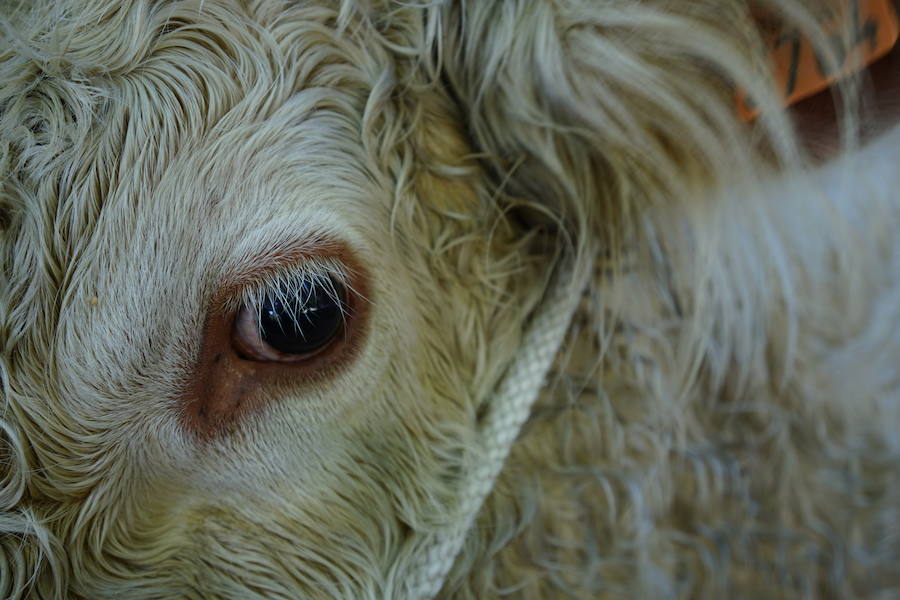 Más de un centenar de cabezas y 26 puestos agrícolas participan en el tradicional mercado