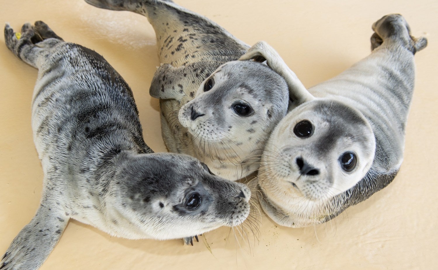 Crías de foca juegan en el refugio de focas abandonadas de Norddeich, Alemania. El refugio acoge a crías de foca que encuentran en las playas del Mar del Norte y tras cuidarlas durante unos 63 días son liberadas. 