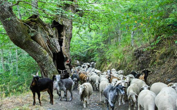 Rebaño de cabras y ovejas en los bosques de Peñalba