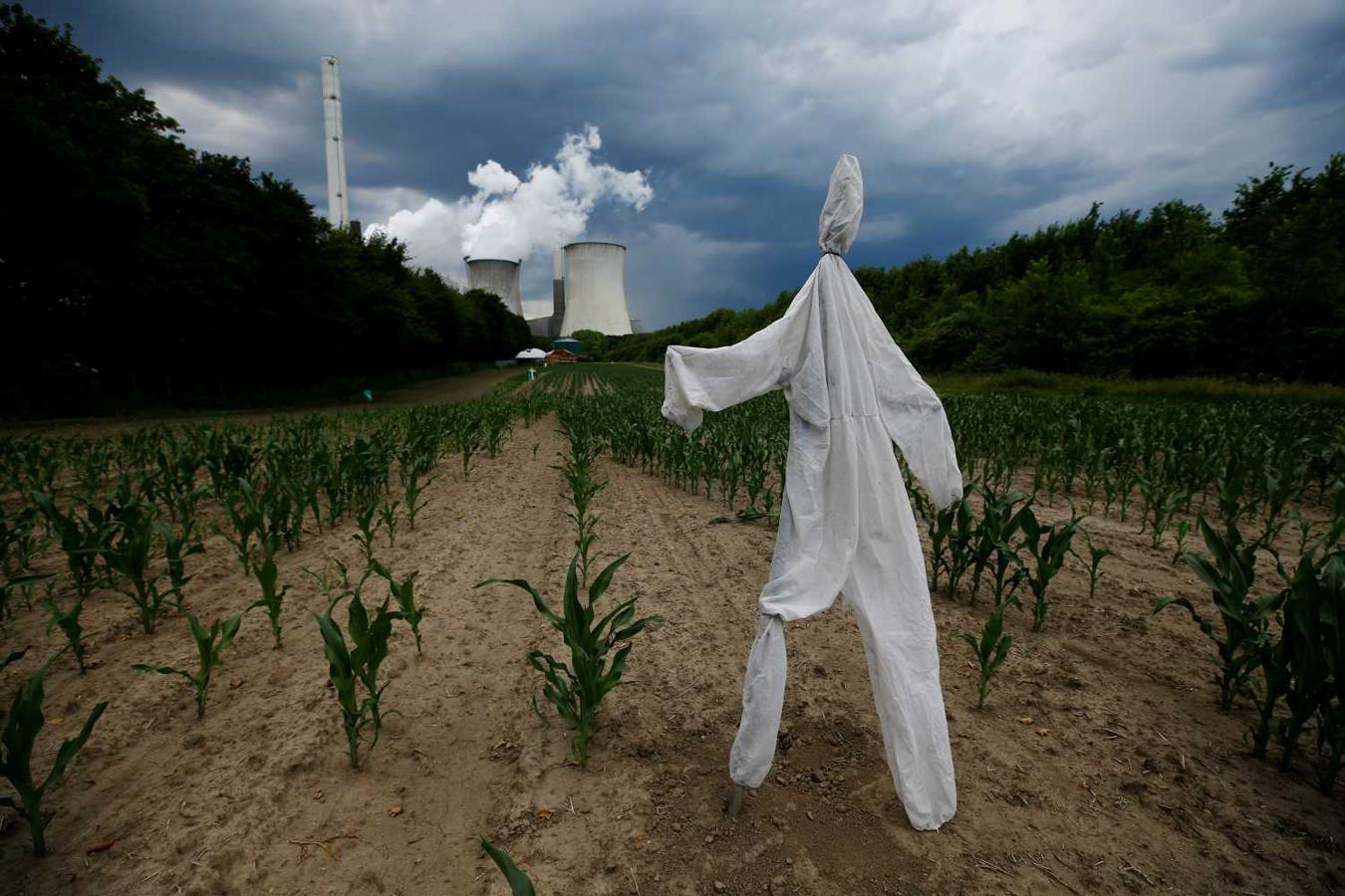 Un espantapájaros en un campo de maíz frente a la central de carbón Neurath al oeste de Colonia, Alemania