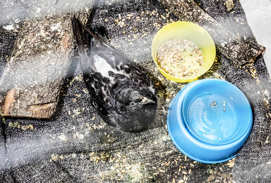 La veterinaria María González y su pareja cuidan de cabras, gallinas, gatos y burros rescatados en su refugio de Ribera Alta