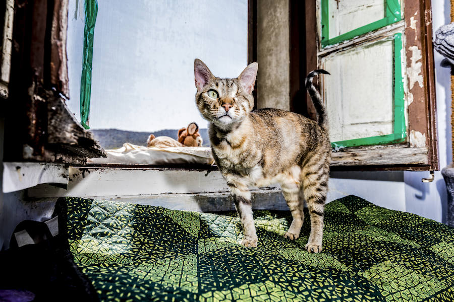 La veterinaria María González y su pareja cuidan de cabras, gallinas, gatos y burros rescatados en su refugio de Ribera Alta