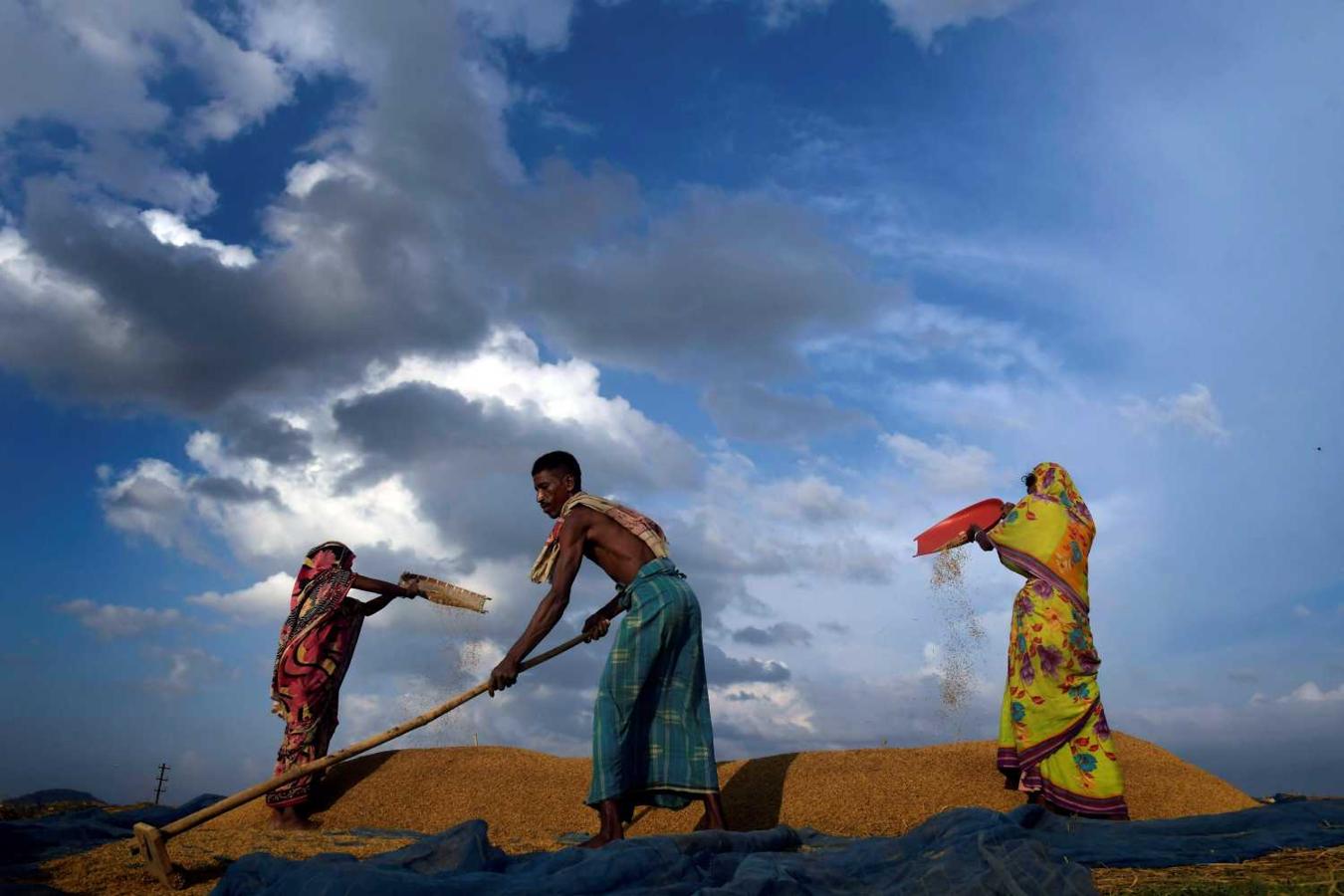 Recolecta a las afueras de Guwahati (India)