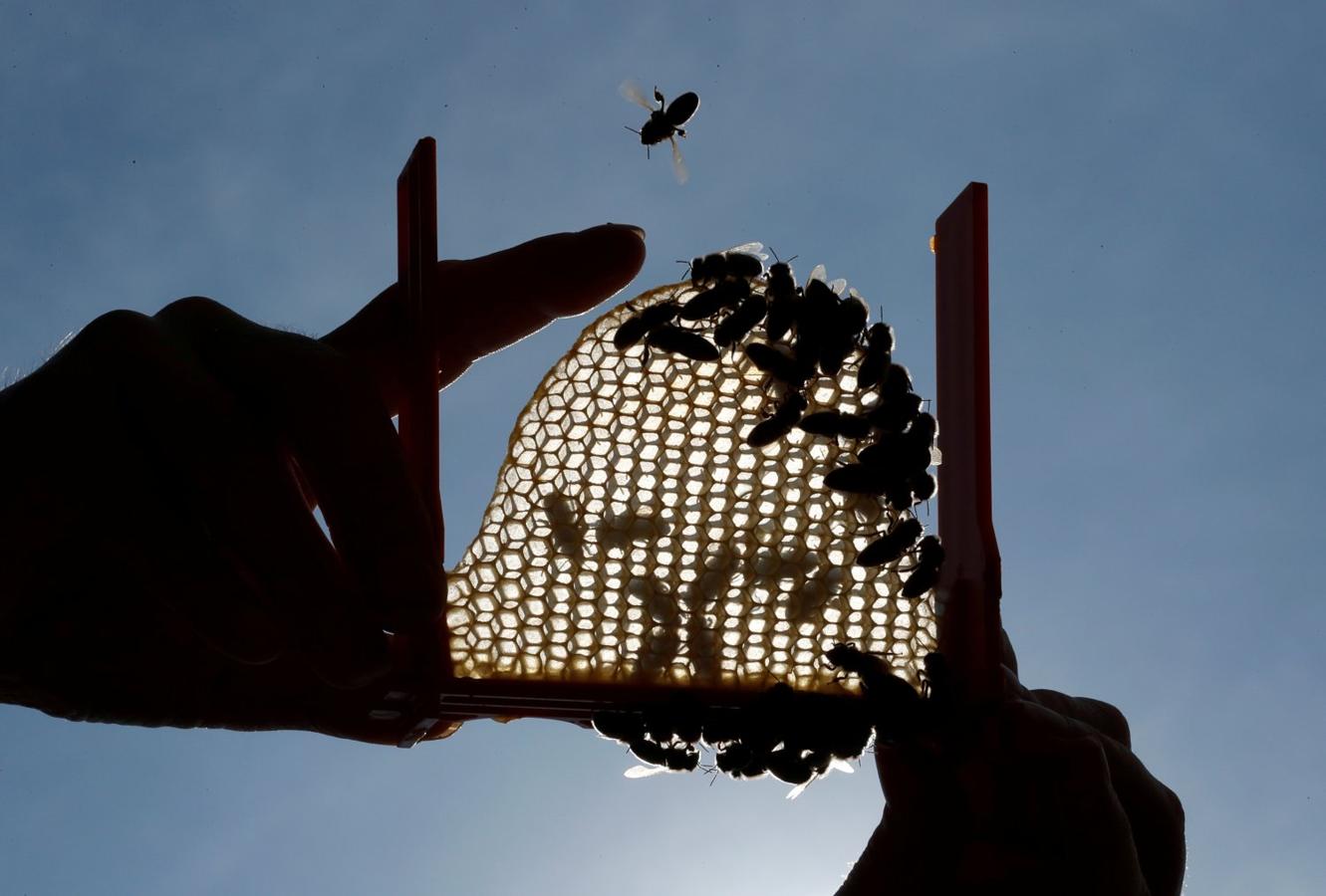 Una apicultora revisa un cuadro con cera nueva en La Bollene, Francia