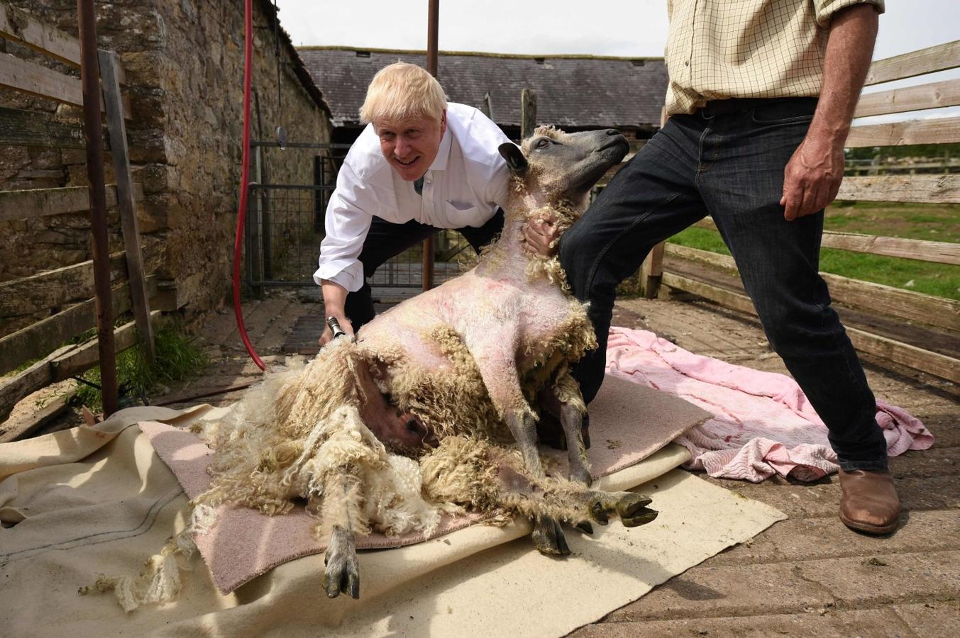 El diputado conservador Boris Johnson, esquilando a una oveja durante su visita a la granja Nosterfield, cerca de Ripon, en el noreste de Inglaterra