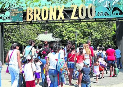 Imagen secundaria 1 - Postales. Arriba, pandilleros del Bronx en los 80. Izquierda, turistas entrando al zoo. Derecha, el presidente Jimmy Carter visita la calle Charlotte en ruinas.