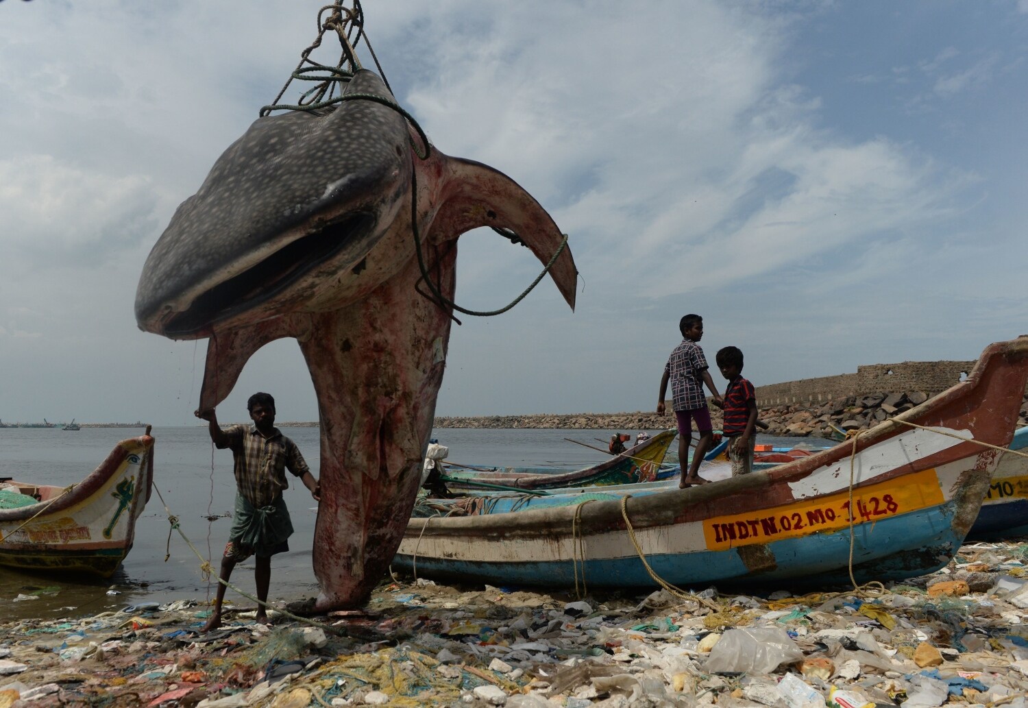 Un hombre indio posa con un tiburón ballena que fue arrastrado a la orilla y fue sacado por una grúa para que lo inspeccionaran los oficiales en el puerto pesquero de Kasimedu en Chennai. India 