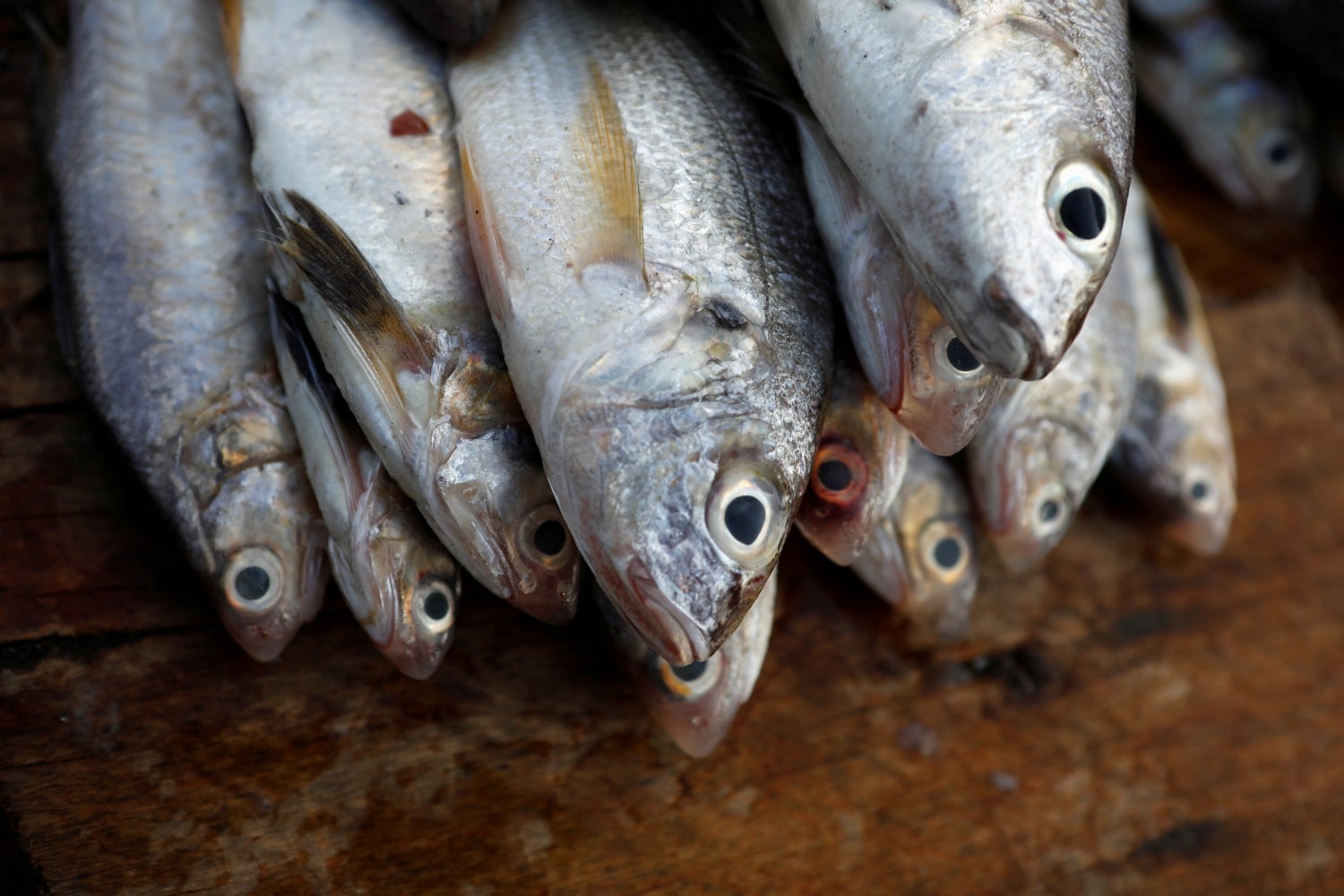 Pescado en puesto en un mercado de La Libertad, El Salvador.