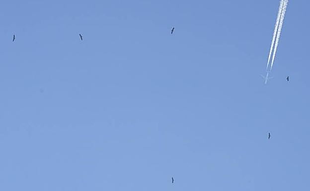 La imagen muestra a varios buitres que sobrevuelan Boroa mientras un avión pasa a una altura superior.