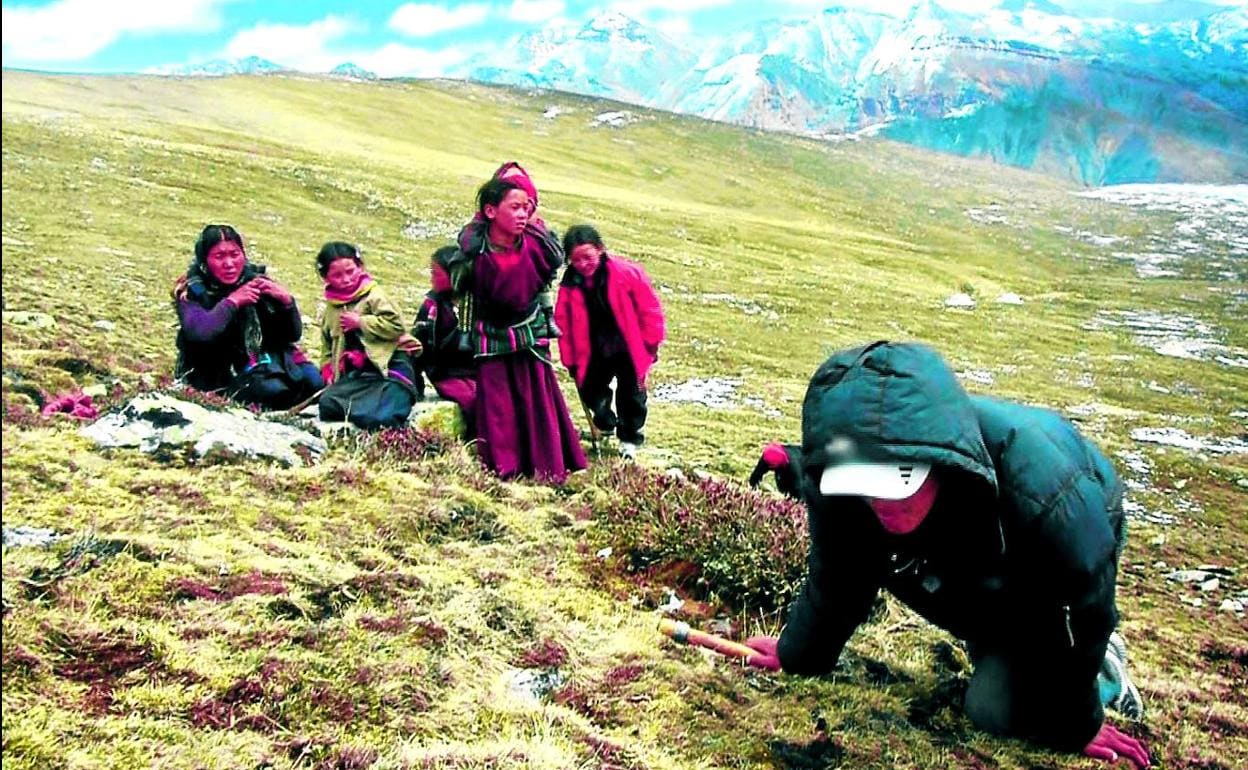 Recolectores de yarsagumba inspeccionan el terreno en una ladera del Himalaya. 