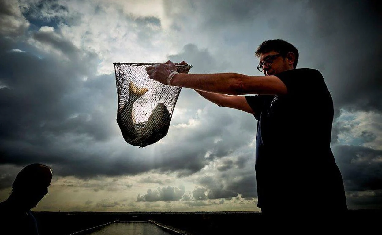Un operario con un pescado recién sacado de un estero andaluz, un método de producción acuícola del Sur español. 
