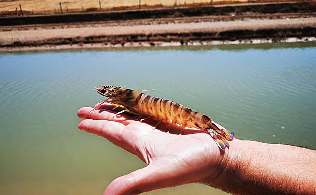 Uno los primeros langostinos tigre (Penaeus japonicus) que están empezando a producirse en Andalucía.