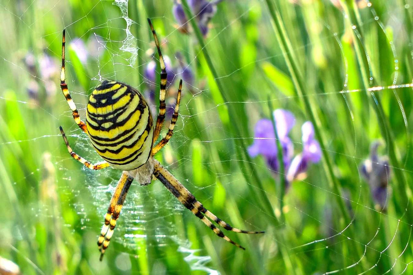 Una araña tigre teje su tela en un campo de lavanda en Rulles, Bélgica