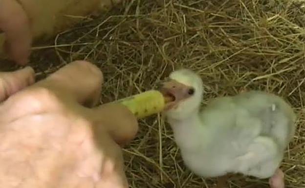 'Globito' fue alimentado con jeringuilla tras su rescate. 