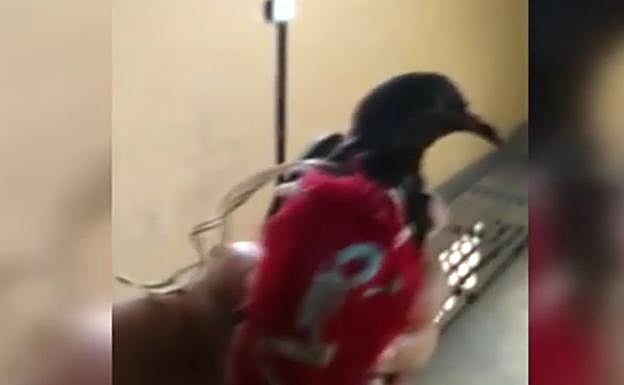 La paloma interceptada en un penal de Brasil.