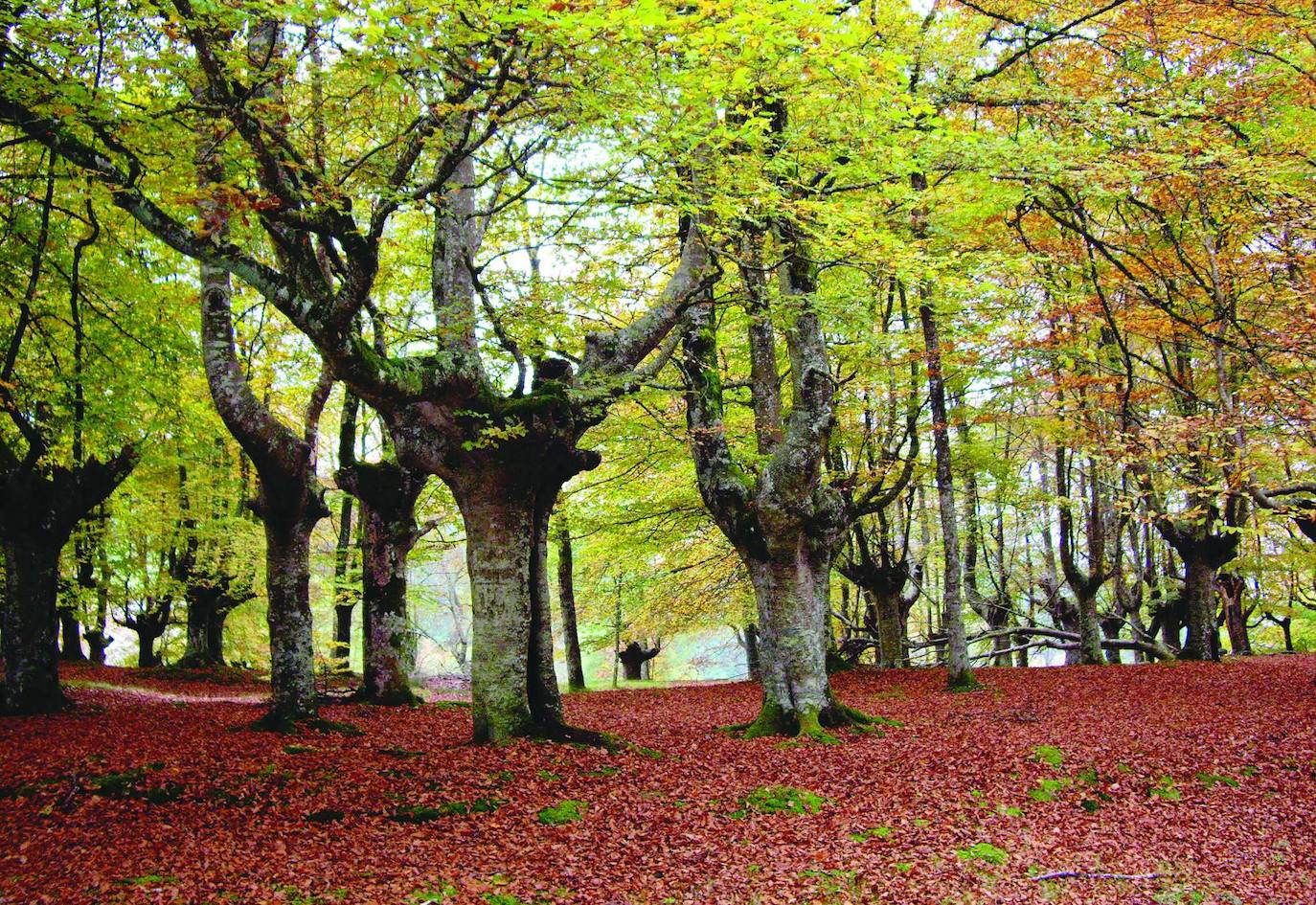 Bosque en urkiola