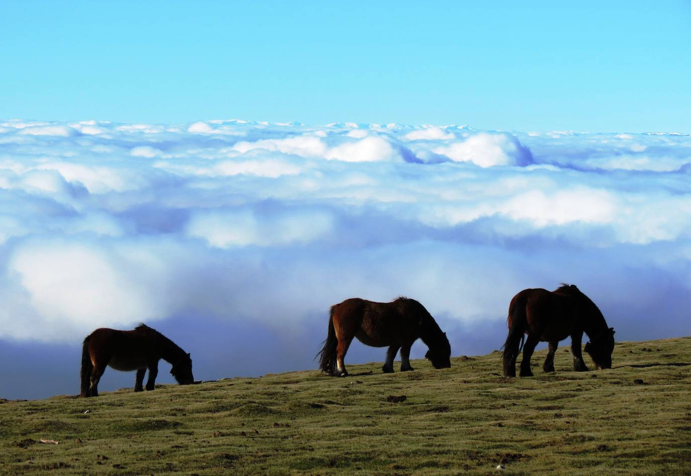 Caballos en el monte Gorbea.