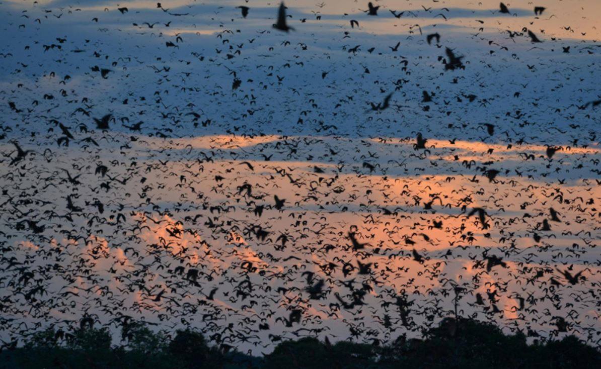 Kasanka Parque Nacional (Zambia) | Aunque en la imagen no se aprecie de forma nítida esos animales que sobrevuelan son murciélagos africanos que invaden este paraje en grupos nada discretos, que van desde los cinco a los diez millones de ejemplares. Pueden llegar a ser verdaderamente peligrosos