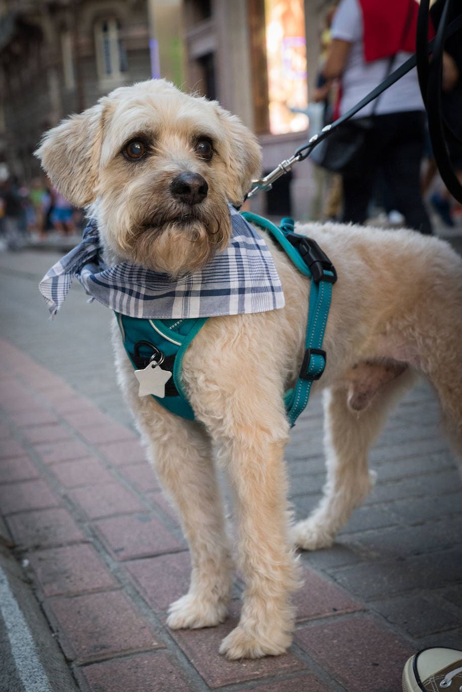 16.- EN EL PERRO. Gogor, un precioso y obediente mestizo de 12 años, no se quita su pañuelo de Aste Nagusia en los ocho días que duran las fiestas. "Se lo compré especialmente para él", cuenta Ibán García, su orgulloso dueño. 