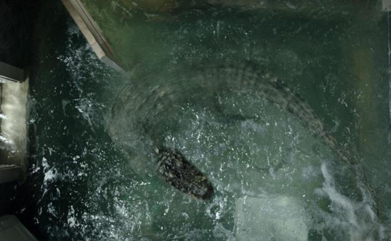 Invasión caimán: películas con cocodrilos asesinos | El Correo